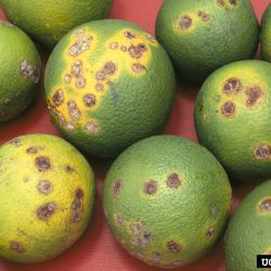 Asiatic citrus canker infected fruit