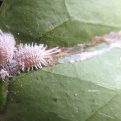 Jack Beardsley mealybugs