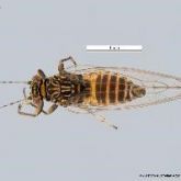 Adult tomato-potato psyllid