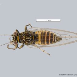 Adult tomato-potato psyllid