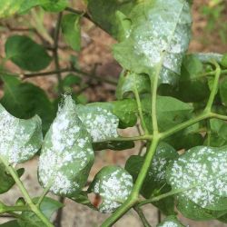 Capsicum whitefly on a chilli plant