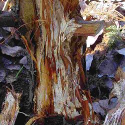 White mycelium at the base of the infected tree