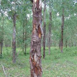 Large Endothia canker on <em>E. dunnii</em>, associated with wind damage; note the dead inner cambium and occlusion