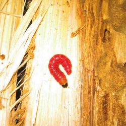 Culama larva 