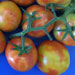 Tomato brown rugose fruit virus