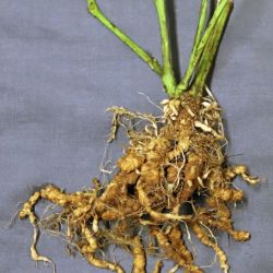 Entire plants with stems and roots lying flat, showing lumps (galls) on roots.