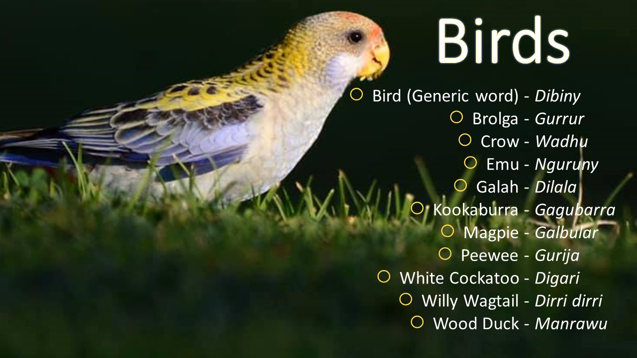 Gunggari language dictionary list of birds