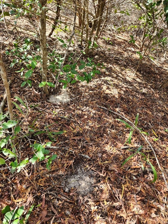 A series of small round bare patches in the leaf litter on the forest floor.