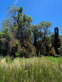 Photo of Logan River site from Tamrookum Church Road to Mount Lindesay Highway