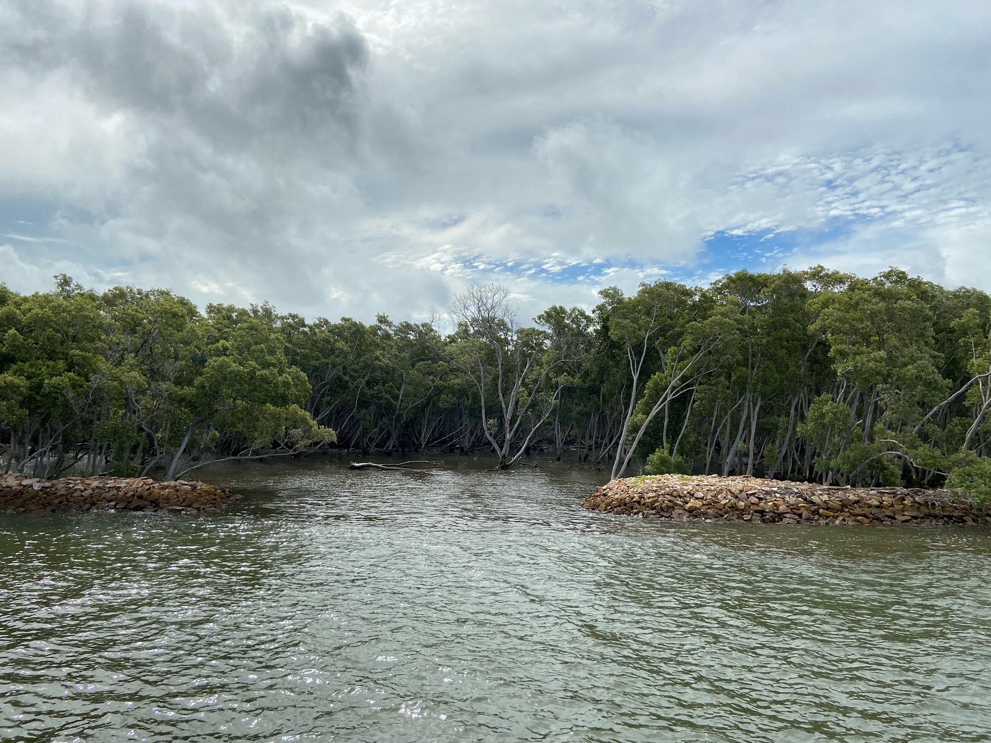 Photo of marine plants