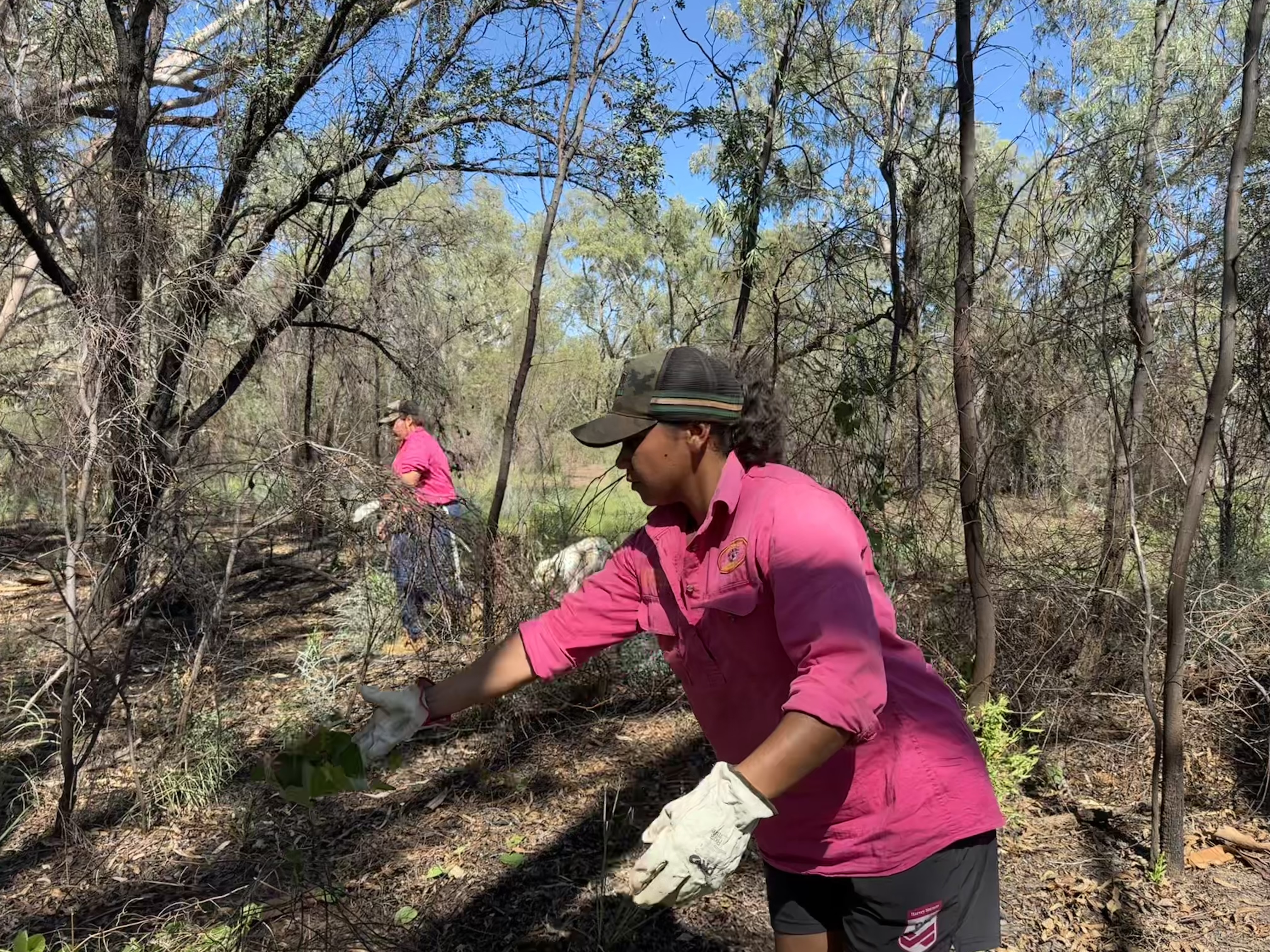 Mithaka ranger undertaking weed control