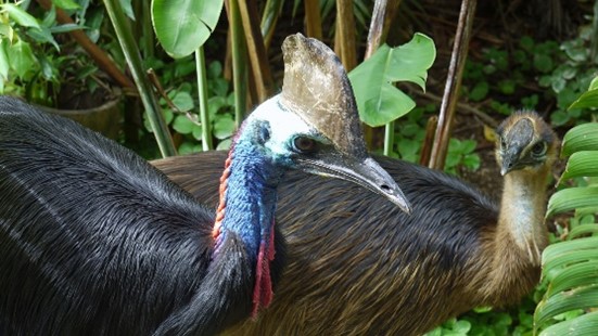 Photo of two Cassowaries in the wild
