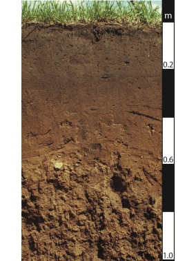 Chromosol soil in the Brisbane Valley, Queensland. Chromosol soil in the Brisbane Valley, Queensland.