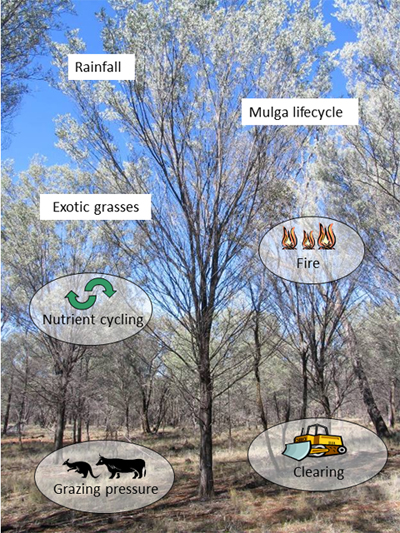 Aspects of mulga ecology and management