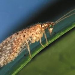 A brown mottled insect with green eyes