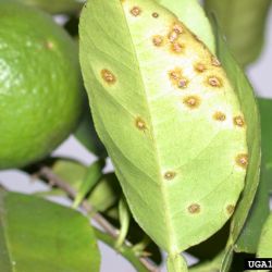 Asiatic citrus canker infected leaf
