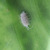 Jack Beardsley mealybug