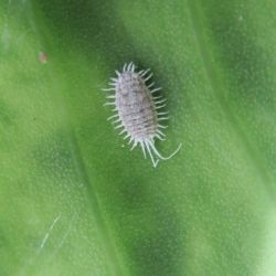 Jack Beardsley mealybug