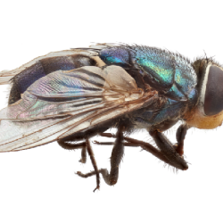 Adult screwworm fly
