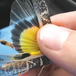 Yellow-winged locust