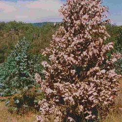 Shining gum (Eucalyptus nitens), killed by Armillaria species