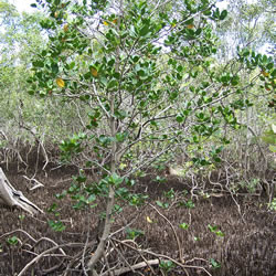 Red mangrove tree