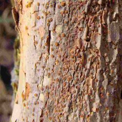 Orange fruiting structures on bark caused by Endothia canker