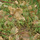Leaf-spotting bug symptoms on Dunn’s white gum leaves