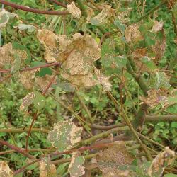 Leaf-spotting bug symptoms on Dunn’s white gum leaves