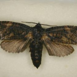 Adult Culama moth