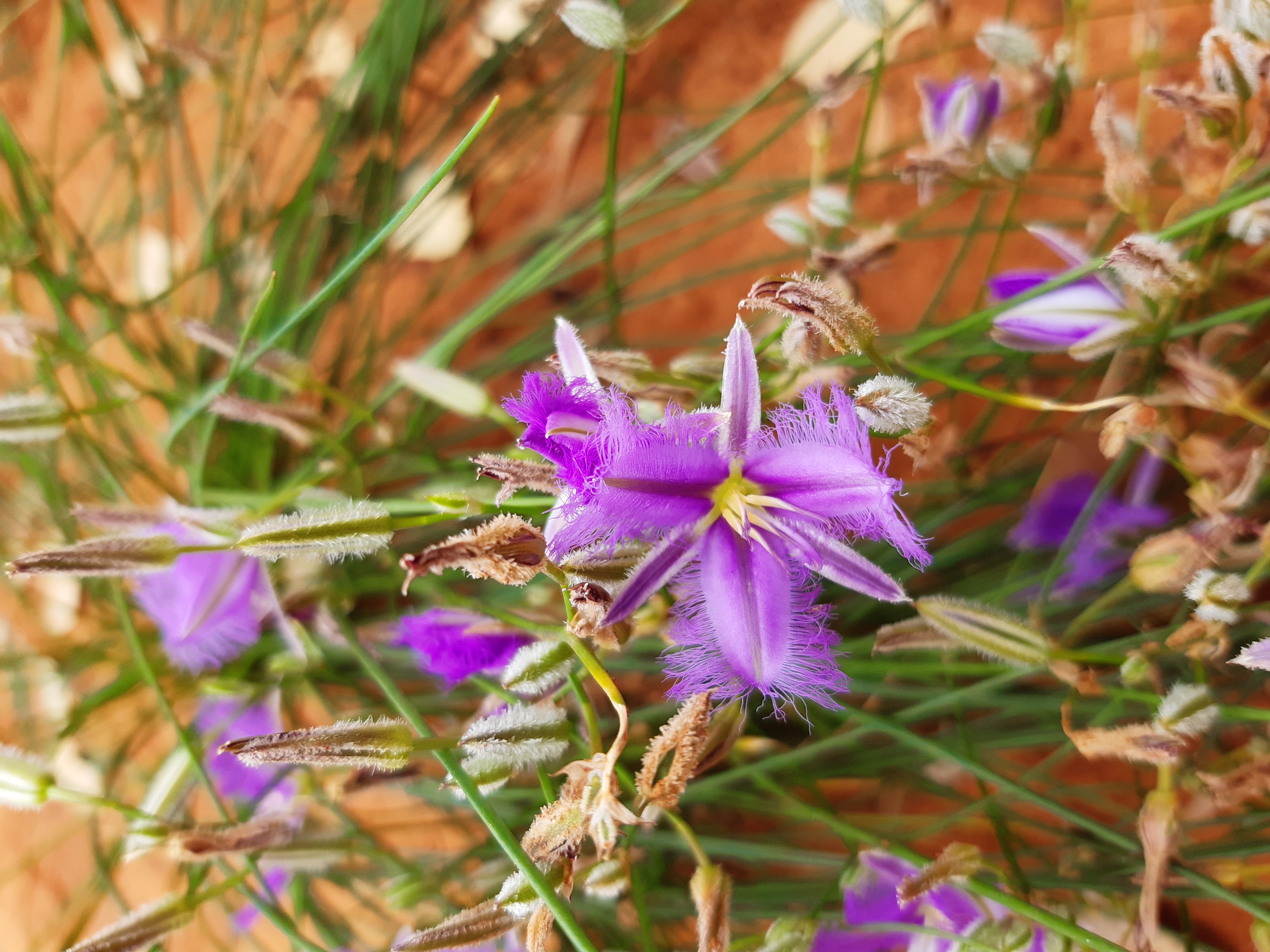 <em>Thysanotus admirabilis</em> flower. 