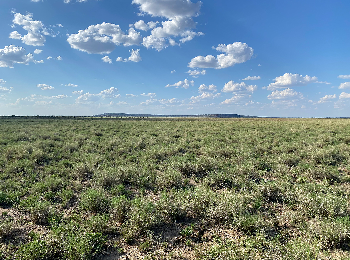 Photo of Melrose Station, Western Queensland