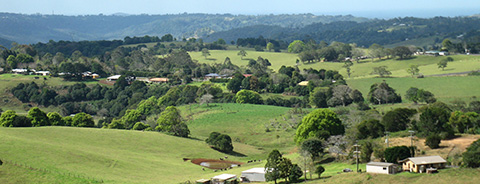 Photo of a green landscape