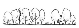 Illustration of state 5 (canopy trees present as juveniles and high shrub cover)