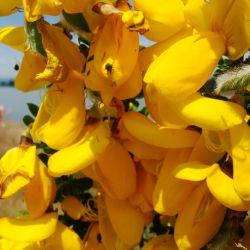 Scotch brooms flowers