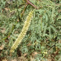 Mesquite (Neltuma pallida) flower