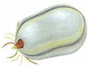 Paralysis tick