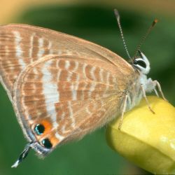 Brown and white butterfly underside with 1 black spot on each wing surrounded by orange border