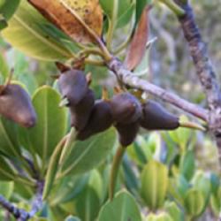 Leaves of the red mangrove.
