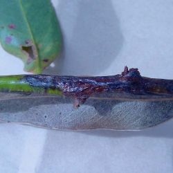Canker on a twig caused by Botryosphaeria canker
