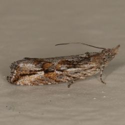Leafroller caterpillar adult  (<em>Strepsicrates sphenophora</em>)