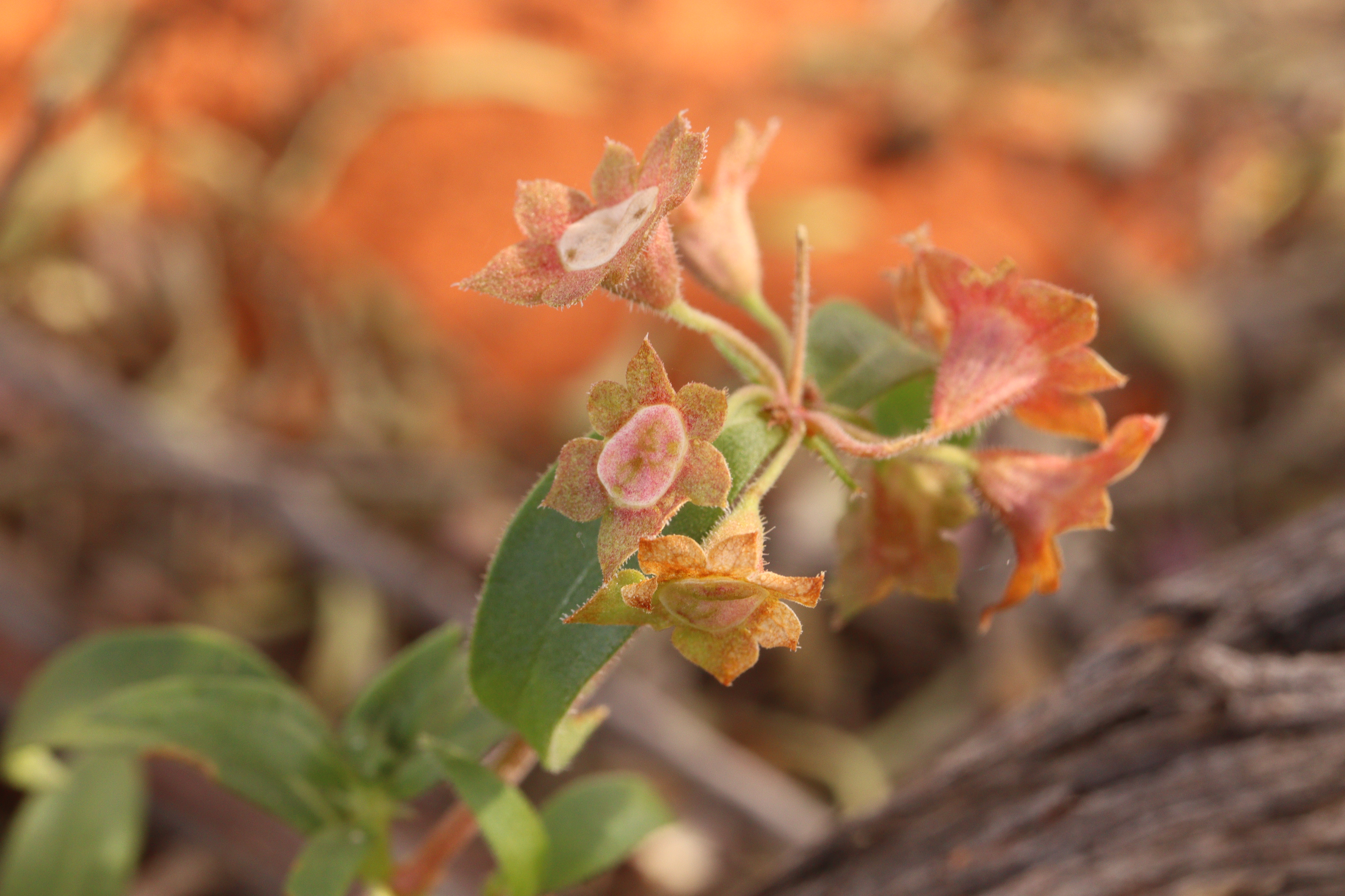 <em>Pomax ammophila</em> flower. 