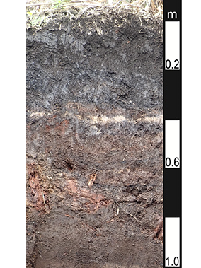 Organosol soil in Babinda, Queensland Organosol soil in Babinda, Queensland