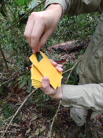 Staff member collecting vegetation species samples.