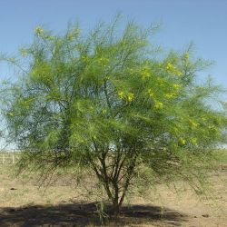 Parkinsonia plant form