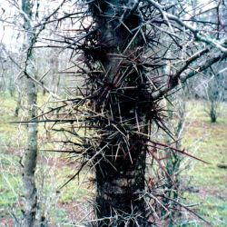 Honey locust spikes