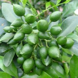 Mock orange berries green