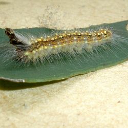 Larva of the gum leaf skeletoniser showing typical 'hat' of shed head capsules