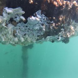 White covering on buoy