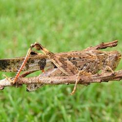 Australian plague locust on branch